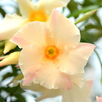 Mandevilla 'Sun Parasol Apricot' #2 STAKED