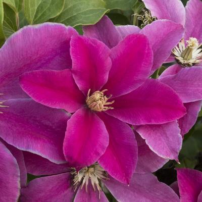 An image of Clematis 'Boulevard Acropolis' #2