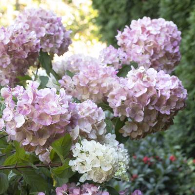 An image of Hydrangea p. 'Strawberry Shake' #3