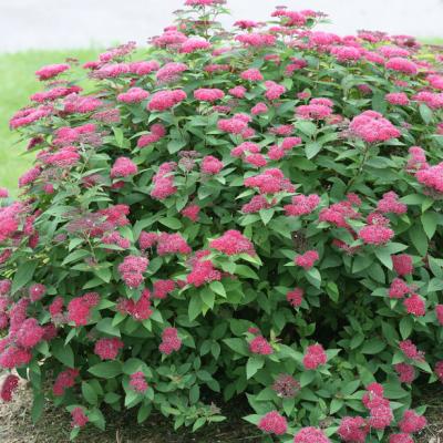 An image of Spiraea j. 'DP Red' Super 3