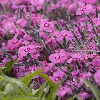 An image of Dianthus x 'Pink Twinkle' #1