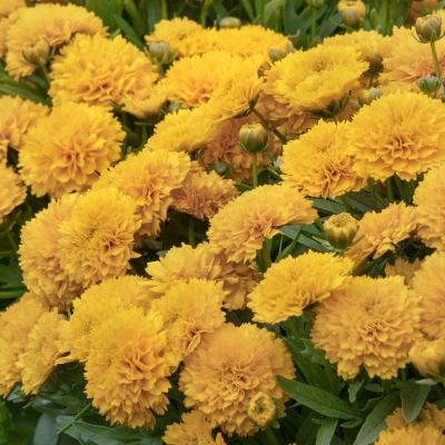 An image of Coreopsis g. 'Solanna Golden Sphere' #1