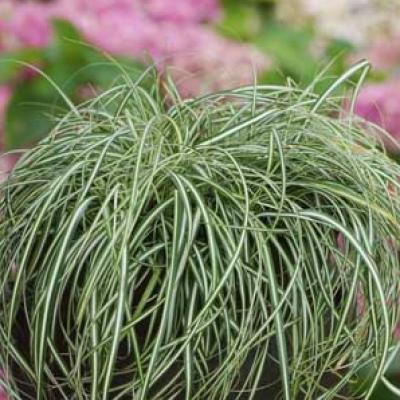 An image of Carex o. 'Evercolor Everlite' #1