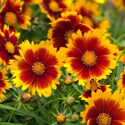 An image of Coreopsis x 'UpTick Gold & Bronze' #1