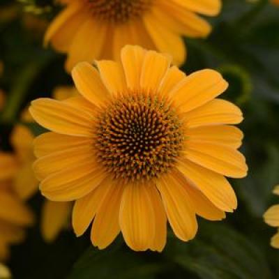 An image of Echinacea p. 'Sombrero Granada Gold' #1