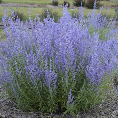 An image of Perovskia a. 'Blue Jean Baby' #1