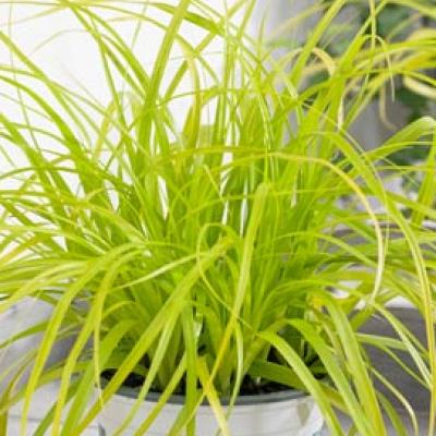 An image of Carex o. 'Evercolor Everillo' #1