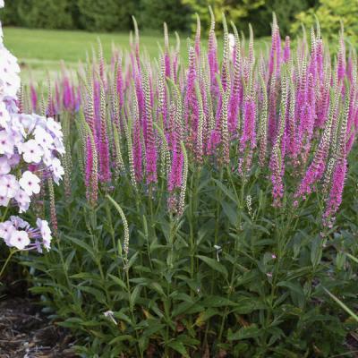 An image of Veronica x 'Perfectly Picasso' #1