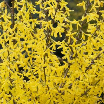Forsythia x 'Springshine' #2