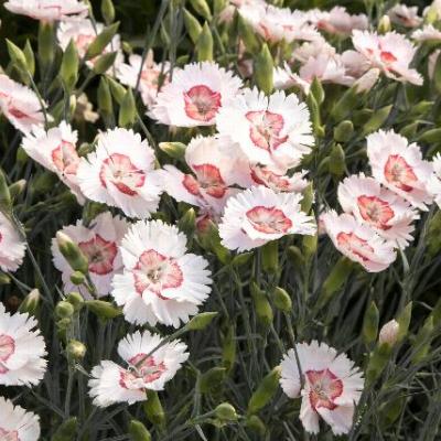 An image of Dianthus x 'Georgia Peach' #1