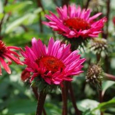 An image of Echinacea x 'Fatal Attraction' #1