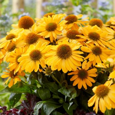 An image of Echinacea x 'Tweety' #1