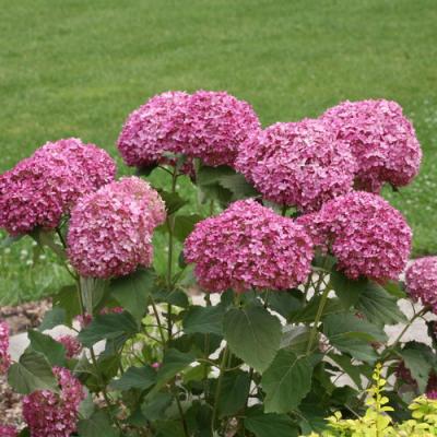 An image of Hydrangea arb. 'Invincibelle Mini Mauvette' SuperTwo
