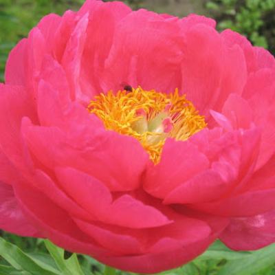 An image of Paeonia l. 'Cytherea' #2