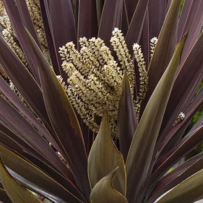 An image of Cordyline 'Baueri' #5 CL