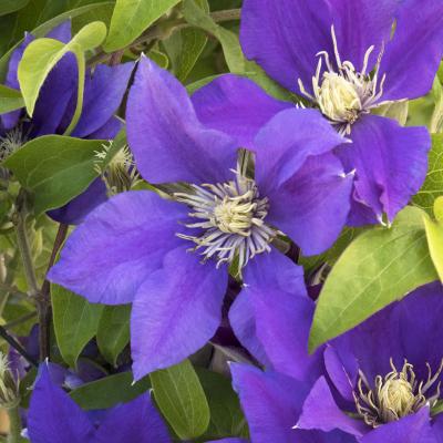 An image of Clematis 'Boulevard Olympia' #2