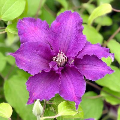 An image of Clematis 'Boulevard Sacha' #2