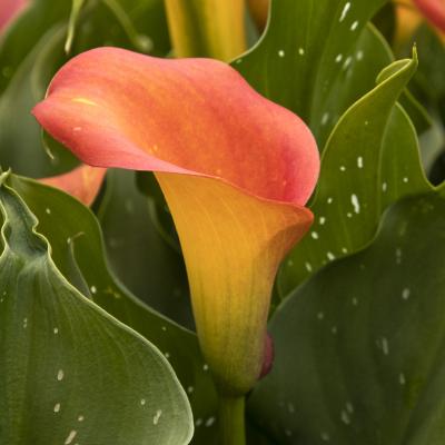 An image of Zantedeschia 'Captain Brunello' #1
