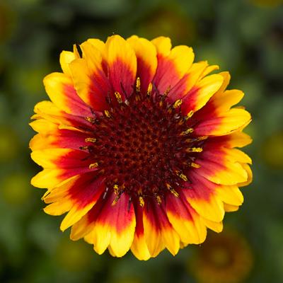 An image of Gaillardia x 'Barbican Yellow Red Ring' #1