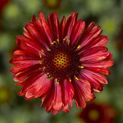 An image of Gaillardia x 'Barbican Red' #1
