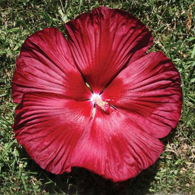 An image of Hibiscus m. 'Honeymoon Deep Red' #2
