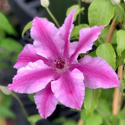 An image of Clematis 'Boulevard Cherokee' #2