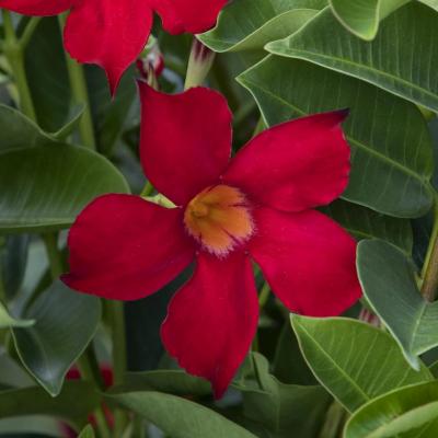 Mandevilla 'Sunvilla Red' #5 SQUAT