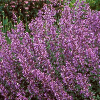 An image of Nepeta x f. 'Walker's Low' #1