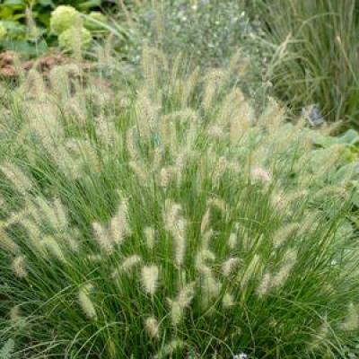 An image of Pennisetum a. 'Hameln' #2