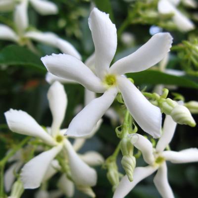 Trachelospermum jasminoides #2 STAKED