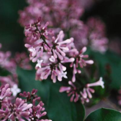 An image of Syringa pat. 'Miss Kim' #5