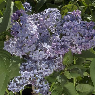 An image of Syringa v. 'President Lincoln' #5