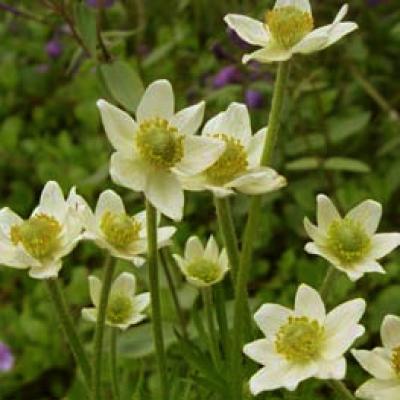 Anemone multifida 'Annabella White' 2 qt