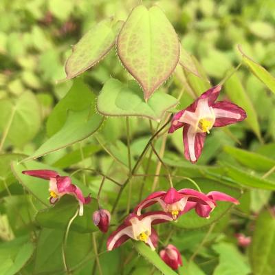 Epimedium x rubrum 2 qt
