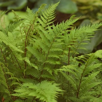 Athyrium filix-femina 'Lady in Red' 2 qt