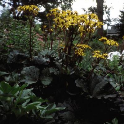 Ligularia d. 'Othello' #1