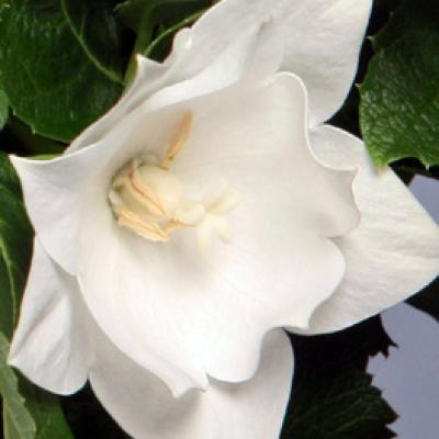 Platycodon g. 'Astra Double White' 2 qt