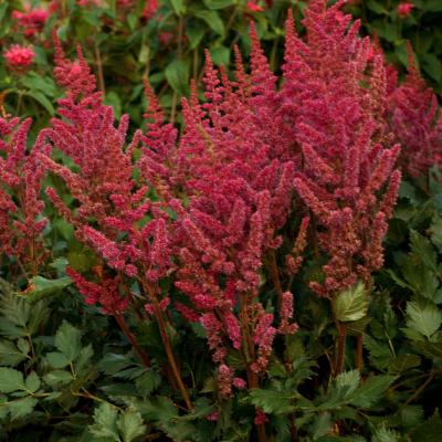 Astilbe c. 'Visions in Red' #1