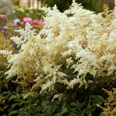 Astilbe j. 'Deutschland' #1