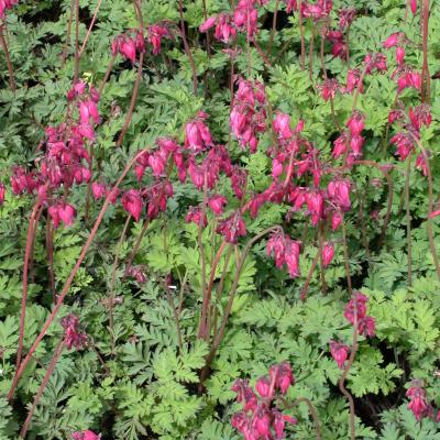 Dicentra f. 'Luxuriant' #1