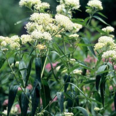 Asclepias incarnata 'Ice Ballet' #1