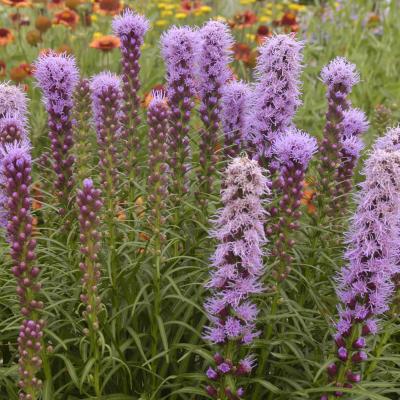 Liatris sp. 'Kobold Original' #1