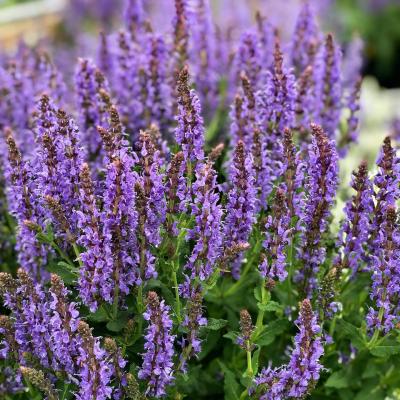 Salvia n. 'May Night' #1
