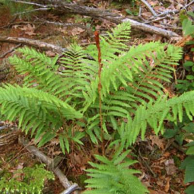 Osmunda cinnamomea #1