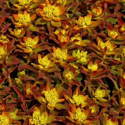 Euphorbia p. 'Bonfire' #1
