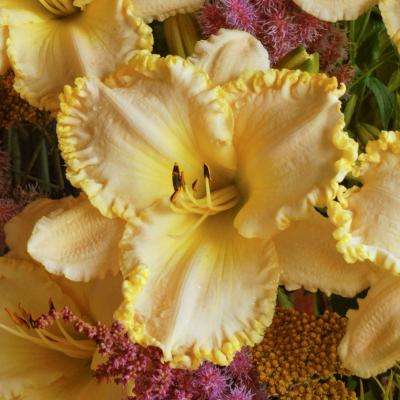 Hemerocallis 'Marque Moon' #1