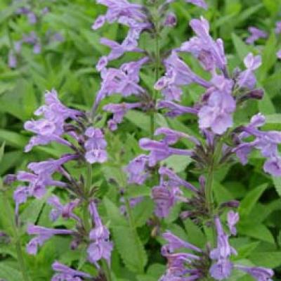 Nepeta sib. 'Souvenir d'Andre Chaudron' #1
