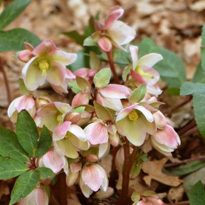 Helleborus x 'Ivory Prince' #1