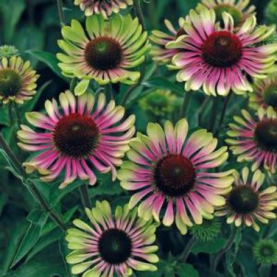 Echinacea p. 'Green Twister' #1