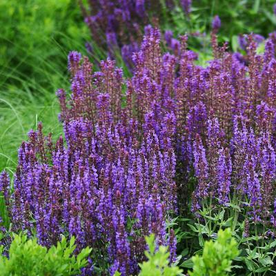 Salvia n. 'Wesuwe' #1